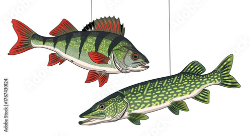 Two colorful fish, a perch and a pike, are depicted hanging against a white background.
