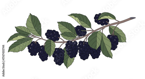 A branch of ripe blackberries with green leaves on a white background.