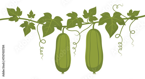 Two green gourds hang from a vine with leaves and tendrils against a white background.