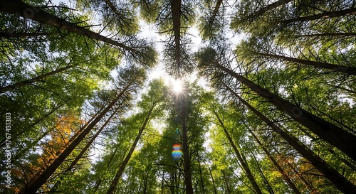 Sunlit Canopy - A Forests Upward Gaze to the Sky.