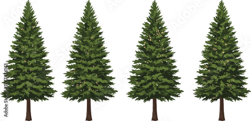 PrintTall evergreen pine trees with green foliage and brown trunks, realistic forest landscape illustration, coniferous nature background isolated vector