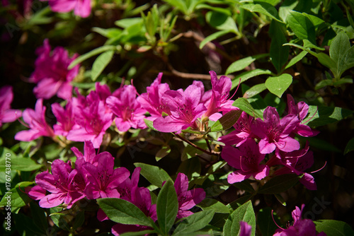 Vibrant Pink Azalea Flowers in Bloom