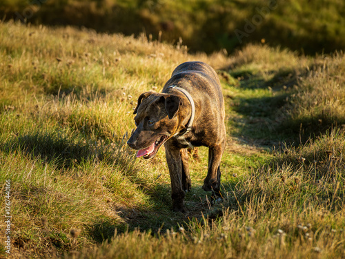 Perro caminando por un sendero en el bosque con la lengua fuera feliz