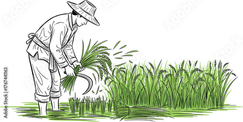 Farmer cutting rice plants illustration, traditional agriculture drawing, rural life artwork, rice field harvest scene, countryside sketch, green crop field