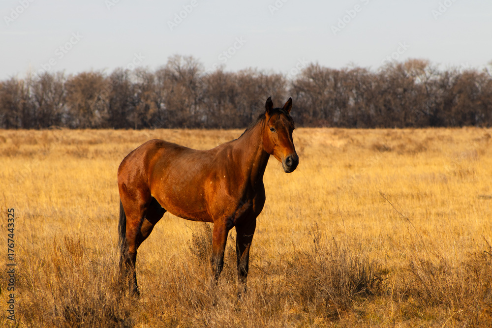 Fototapeta premium Bay Horse Standing Proudly in a Golden Autumn Field