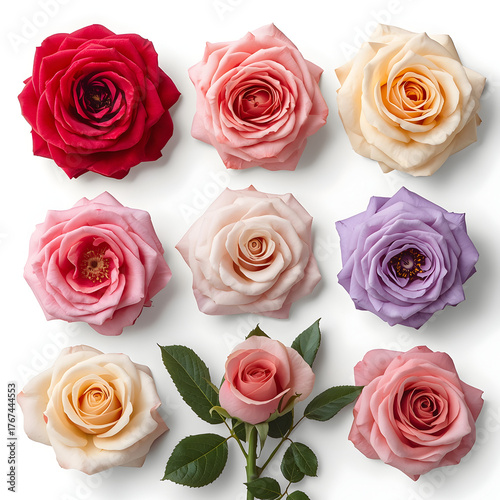Beautiful Collection of Fresh Red, Pink, White, and Lavender Roses Isolated on White Background 