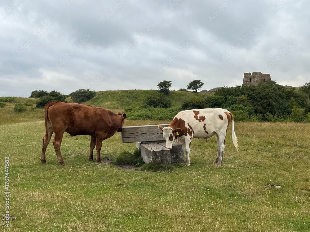 Naklejka premium cows in the field