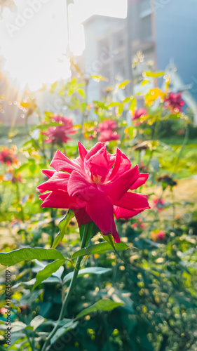 Bright red Rose in a Sunlit Garden Capturing Beauty, Color, and Tranquil Nature Moment