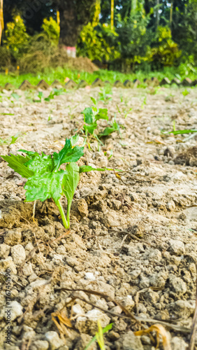 Young Green Seedlings Growing in Fresh Soil Field Under Bright Outdoor Light