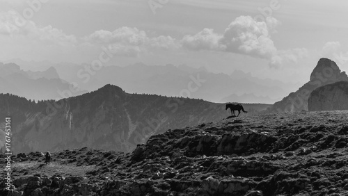mountains in the fog