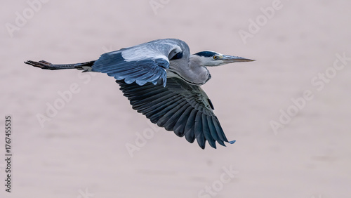 Tableau sur toile great blue heron ardea cinerea