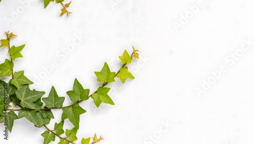 green leaves background