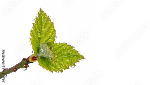 branch of a tree with leaves