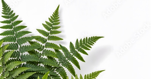 green fern leaf