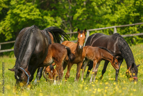 Photos Group of Warmblood mares with their young foals grazing peacefully on a lush spring meadow filled with yellow wildflowers