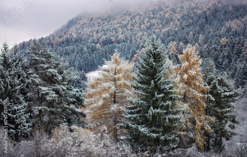 winter snow on autumn colored trees
