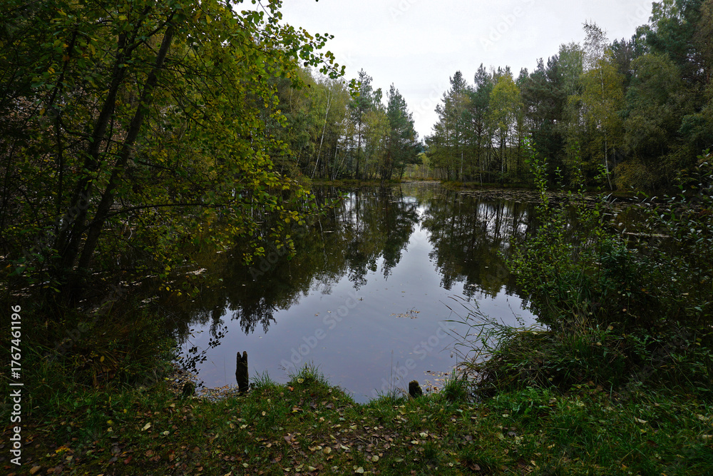 Obraz premium Naturschutzgebiet Schwenninger Moos; Hochmoor und Neckarursprung; Baden Württemberg; Deutschland