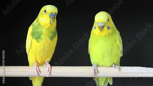  Yellow parrots