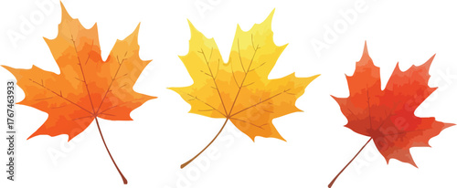 Three vibrant maple leaves in autumn colors orange yellow and red on white background