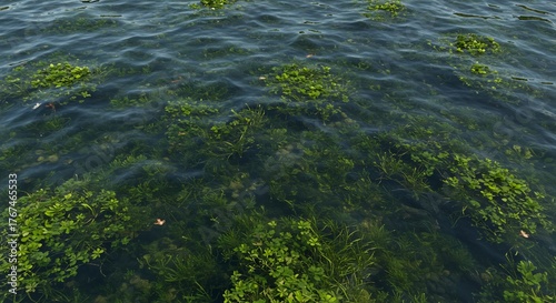Clear rippling water shows dense green aquatic plants beneath the surface