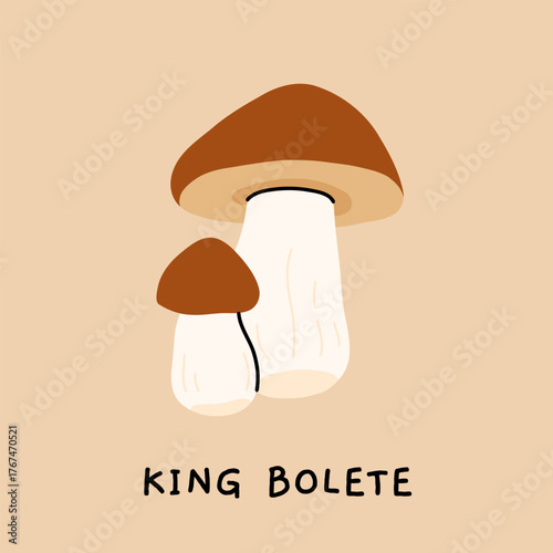Botanical illustration of king bolete mushroom, vintage educational poster with labeled edible fungus, vector flat drawing in naturalistic style