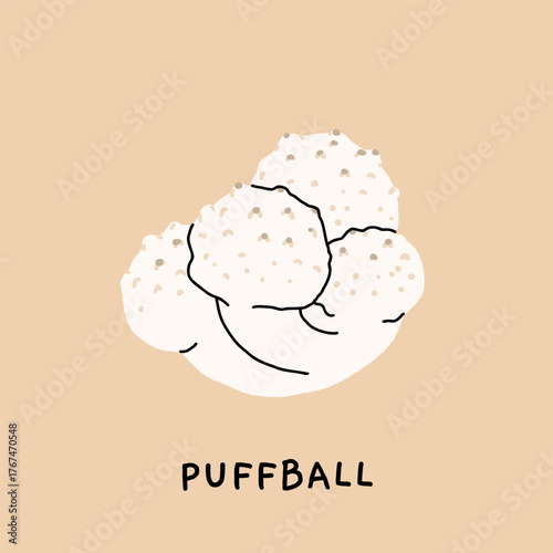 Botanical illustration of puffball mushroom, vintage educational poster with labeled edible fungus, vector flat drawing in naturalistic style