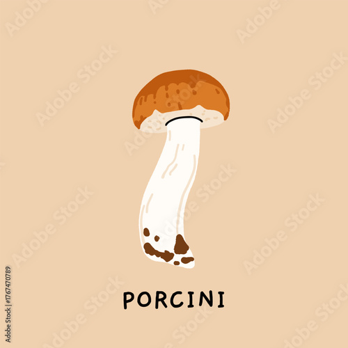 Botanical illustration of porcini mushroom, vintage educational poster with labeled edible fungus, vector flat drawing in naturalistic style