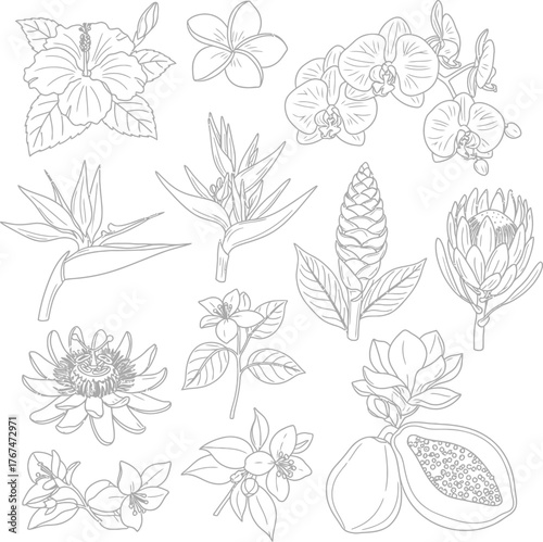 Collection of exotic tropical flowers and fruits hand drawn line art botanical illustrations