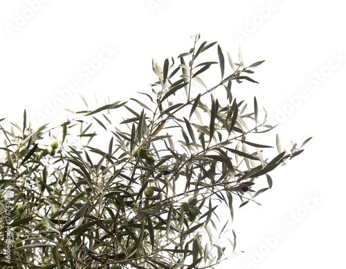 Wallpaper Mural Agriculture of Gran Canaria -  small twigs of olive tree Olea europaea  Torontodigital.ca