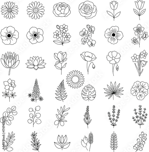 Collection of diverse hand drawn floral botanical elements and decorative ornaments