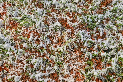 background of foliage with snow