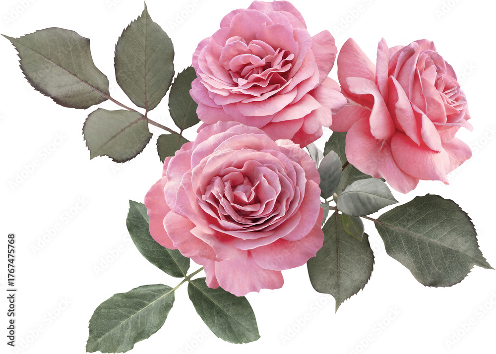 Naklejka premium Floral arrangement featuring pink roses. Isolated on a transparent background this elegant bouquet is ideal for wedding invitations, greeting cards, packaging design, scrapbooking and more.