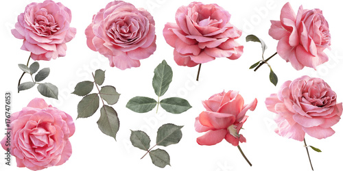 A collection of realistic pink roses isolated on a transparent background (PNG). Clipart can be used for wedding invitations, branding, greeting card, web design and any project. 