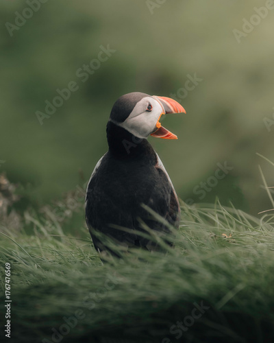 Puffin of Mykines in Faroes