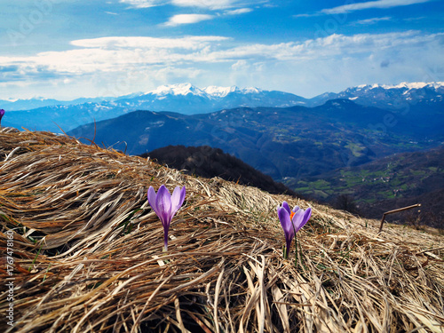 crocuses born in the yellow winter grass on the ridge of Mount Caio in the Parma Apennines