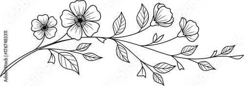 Delicate hand drawn botanical illustration of a flowering branch with leaves and buds