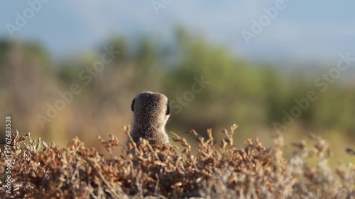 Meerkat basking in the morning sun in South Africa