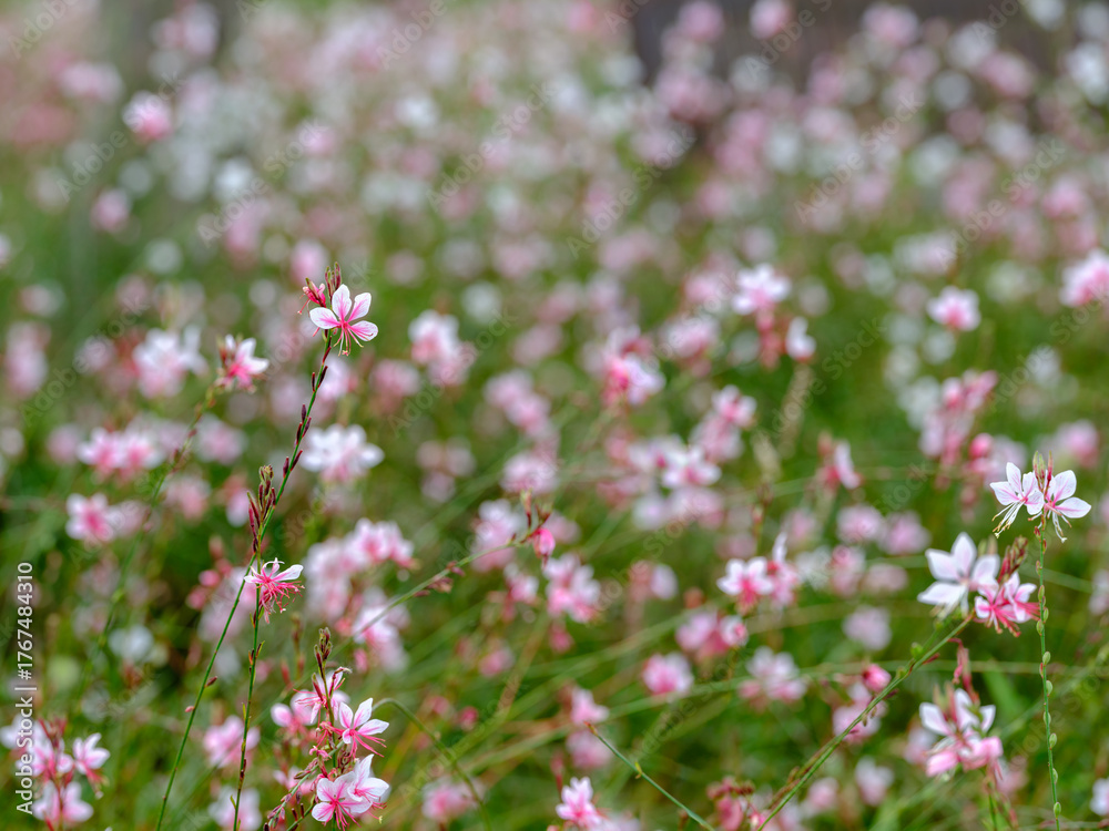 Obraz premium Close-up of Gaura (Oenothera lindheimeri) flowers in full bloom in a variety of colors in summer.