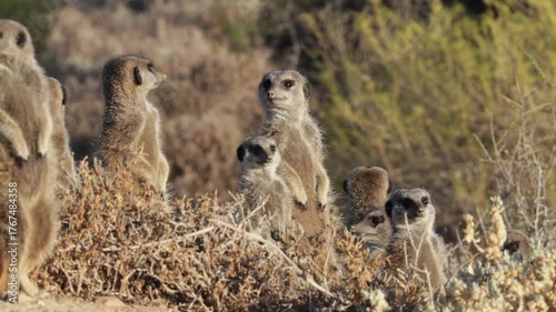Meerkat basking in the morning sun in South Africa