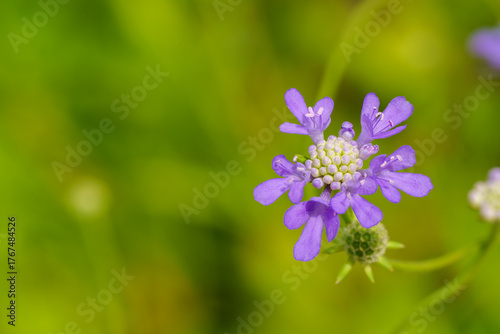 Close-up photo of a purple Scabiosa (Pincushion flower) flower in bloom