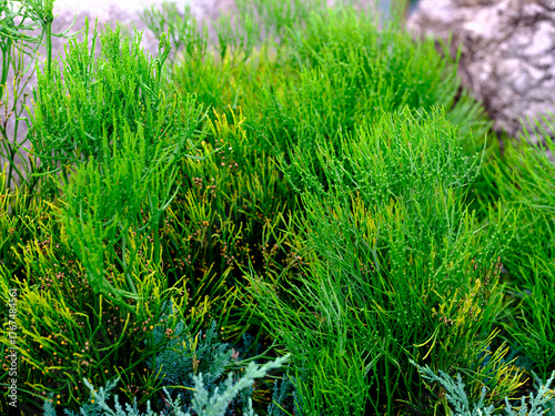 A close-up of a Whisk Fern (Psilotum nudum) growing green.