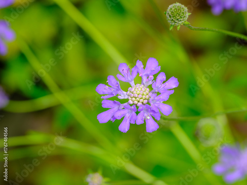 Close-up photo of a purple Scabiosa (Pincushion flower) flower in bloom