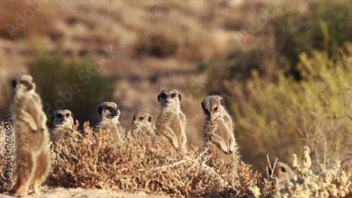 Meerkat basking in the morning sun in South Africa