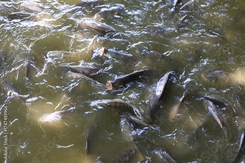 Fototapeta Chaotic group of freshwater fish in feeding frenzy