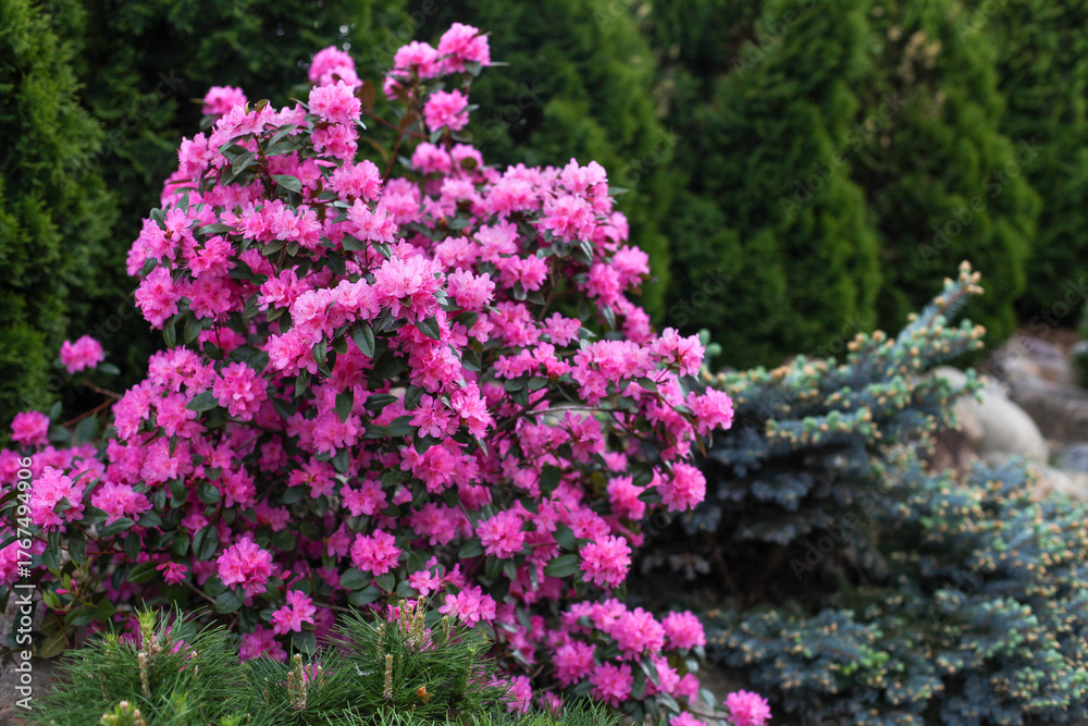 Obraz premium Pink-flowered rhododendrons and conifers in the garden in spring