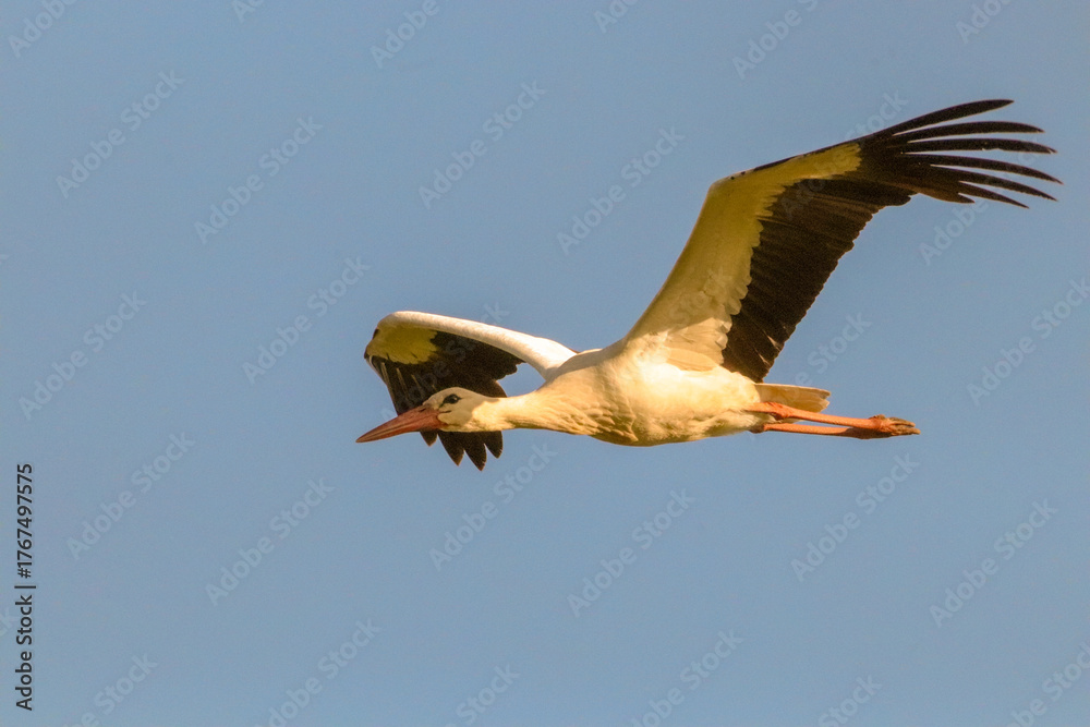 Obraz premium Vol de cigogne