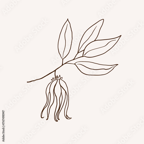 Ylang Ylang flower boho sketch. Branch of fragrant plant Cananga on isolated background. Botanical vector illustration. Floral liana for essential oil, Ayurveda, sign, logo. Design for card, label