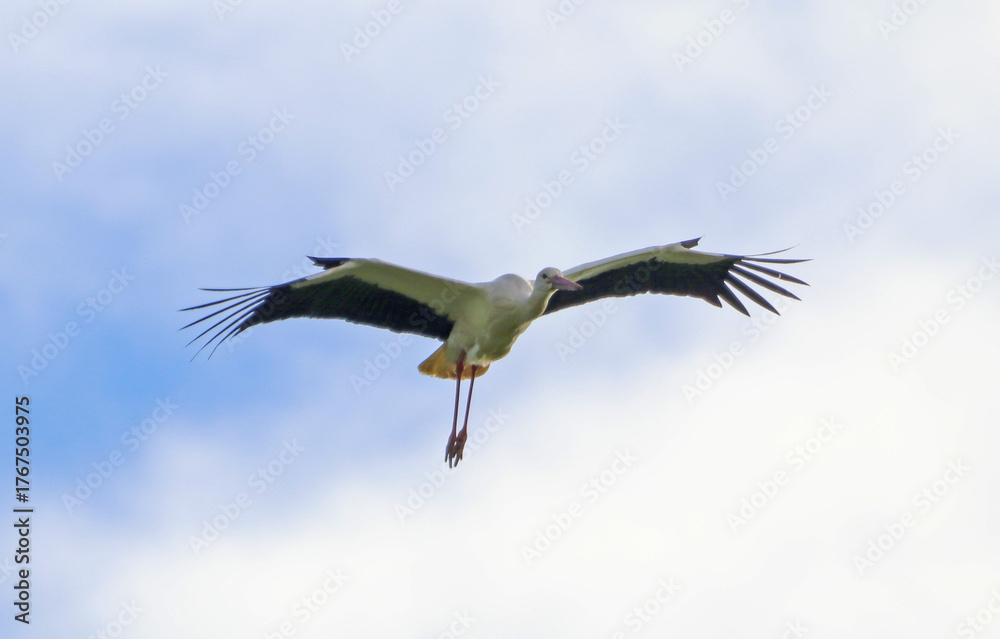 Obraz premium Vol de cigogne