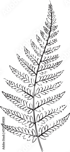 Detailed black and white drawing of a delicate fern frond branch with intricate foliage