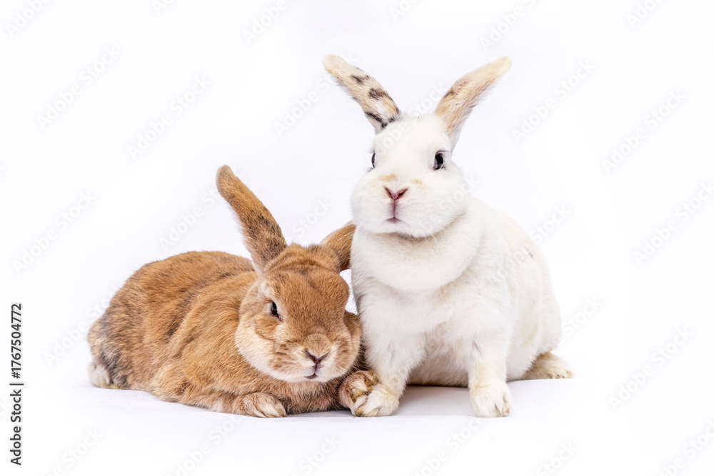 Fototapeta premium Adorable pair of rabbits lying side by side on a white background. One brown and one white bunny rest closely together, showing warmth, trust, and gentle companionship.